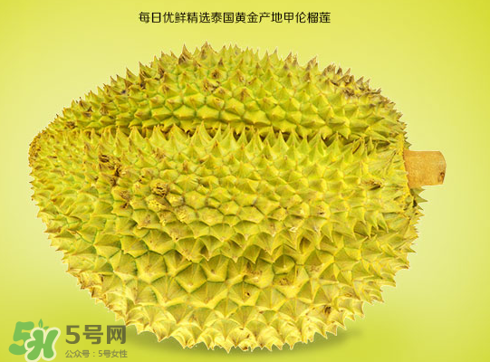 甲仑榴莲和金枕的区别图片,金枕榴莲和甲仑榴莲的区别