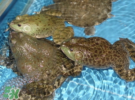 牛蛙算海鲜吗,牛蛙算海鲜吗是发物吗