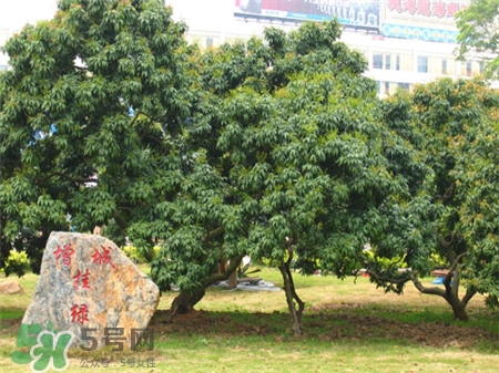 增城挂绿荔枝树在哪里,增城挂绿荔枝母树在哪里 增城挂绿荔枝树在哪里,增城挂绿荔枝母树在哪里