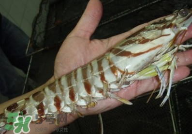 新鲜的竹节虾怎么保存,竹节虾怎么保存