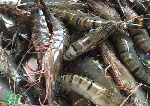 竹节虾是海里的吗?,竹节虾是海虾吗