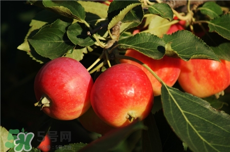 什么是沙果,沙果是什么水果