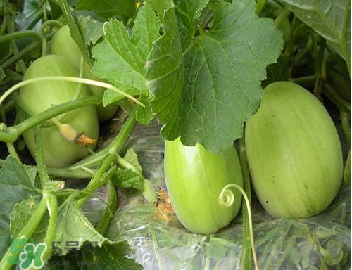 梨瓜怎么保存种子,梨瓜怎么保存
