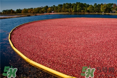 蔓越莓是什么水果的功效,蔓越莓是什么水果