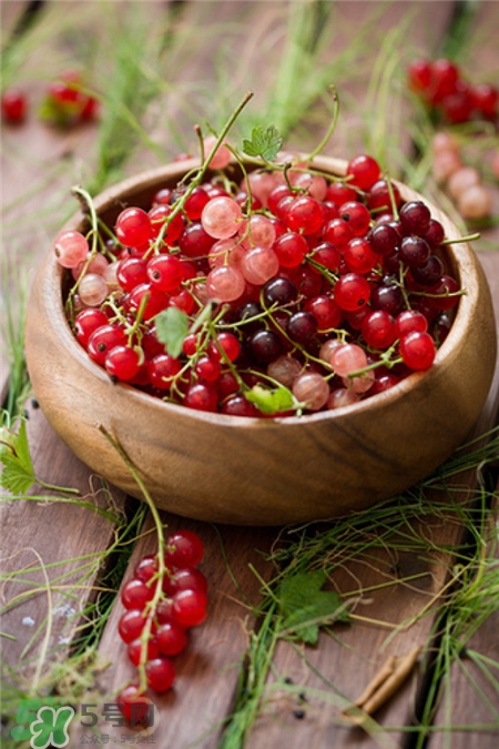 醋栗的作用和功效,醋栗的作用