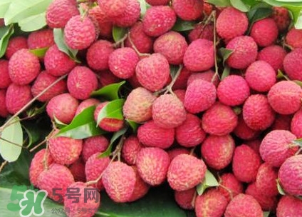 增城的荔枝,广东荔枝节