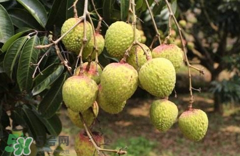 增城仙进奉荔枝多少钱一斤,增城挂绿荔枝多少钱一斤