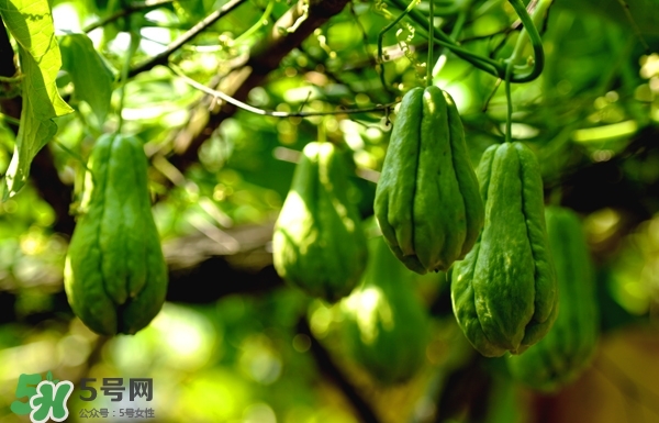 佛手和佛手瓜的区别,佛手和佛手瓜是同一种类吗