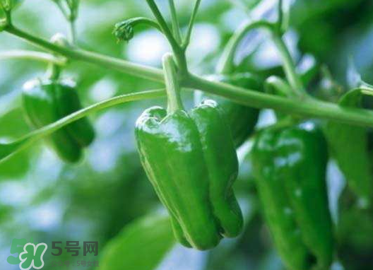 今年辣椒多少钱一斤,今天辣椒 市场价一斤多少钱