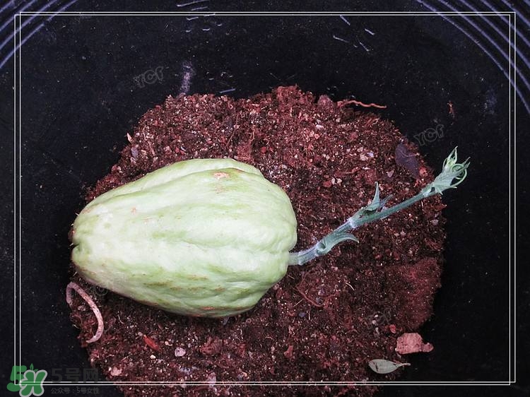 佛手瓜发芽了能不能吃,佛手瓜发芽了还能不能吃 佛手瓜发芽了能不能吃,佛手瓜发芽了还能不能吃