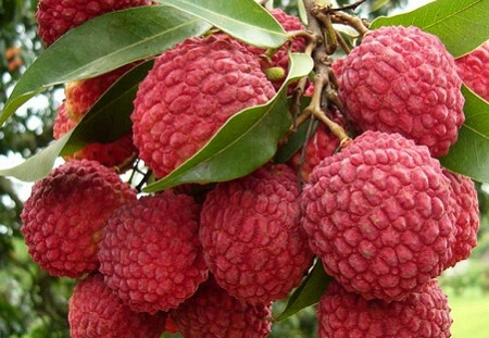 增城荔枝什么时候成熟季节,增城荔枝什么时候成熟上市