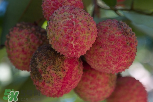 从化荔枝几月熟,从化荔枝介绍 从化荔枝几月熟,从化荔枝介绍