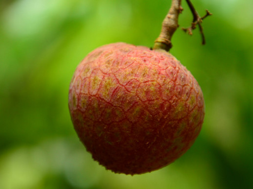 一棵荔枝树产量,荔枝一棵树能结多少