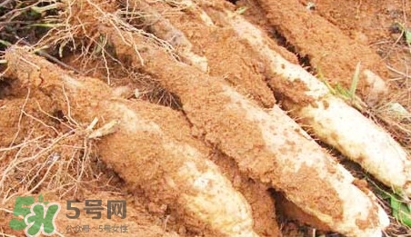 淮山药和铁棍山药一样吗,淮山药好还是铁棍山药