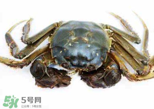 黄浦江大闸蟹哪里有卖,黄浦江大闸蟹松江专卖店