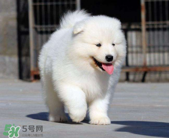 萨摩耶贪吃吗,萨摩耶为什么这么贪吃 萨摩耶贪吃吗,萨摩耶为什么这么贪吃