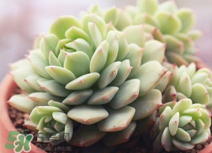 多肉植物品种,多肉植物都有哪些