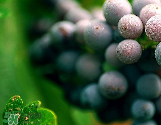 无籽葡萄是打避孕药的吗,孕妇能吃吗,无籽葡萄是打避孕药的吗