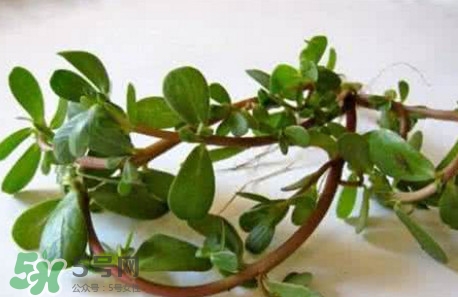 马蜂菜的禁忌,马蜂菜不能和什么一起吃吗