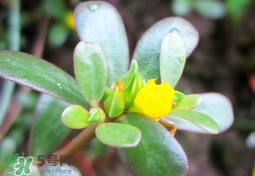 马蜂菜有毒吗?,马蜂菜什么人不能吃