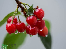 七月份还有樱桃吗?,6月份有樱桃吗