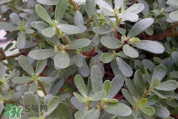 马蜂菜孕妇可以吃吗,马蹄菜孕妇可以吃吗