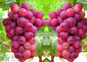 黑提怎么洗才干净,红提怎么清洗 黑提怎么洗才干净,红提怎么清洗