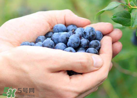 蓝莓什么品种好吃,最好的蓝莓品种
