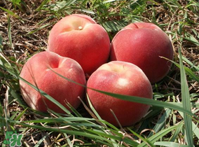 蓝莓和桃子能一起吃吗?,蓝莓和桃子可以一起吃吗 蓝莓和桃子能一起吃吗?,蓝莓和桃子可以一起吃吗