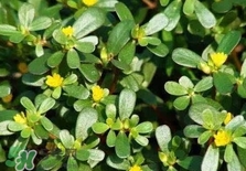 蚂蚱菜是马齿苋吗,蚂蚱菜的功效