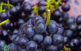 无籽葡萄小孩能吃吗,无籽葡萄为什么不能吃