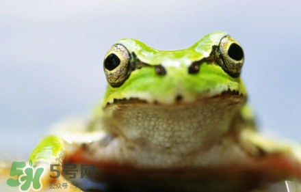 青蛙有毒吗 绿色,青蛙有毒吗?可以吃吗? 青蛙有毒吗 绿色,青蛙有毒吗?可以吃吗?