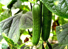 7月份能种黄瓜吗?阳台上,7月份能种黄瓜吗?