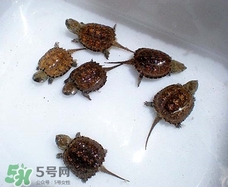 鳄龟最大能长多大图片,人工养殖鳄龟最大能长多大