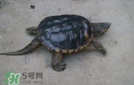 鳄龟怎么饲养,鳄龟怎么饲养才能使它长得比较快