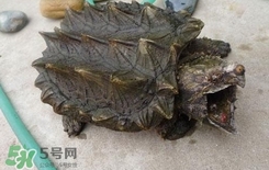 鳄龟为什么不能放生?,鳄龟为什么不能放生?看完这个就知道了