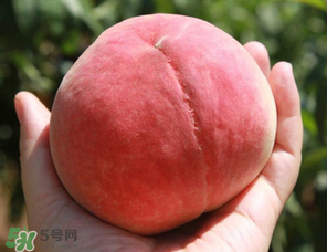 毛桃热量高吗可以减肥吗,毛桃热量高吗