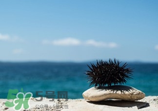 海胆的刺有没有毒,海胆的刺是硬的还是软的