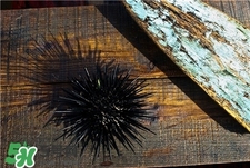 海胆的样子,海胆是什么东西