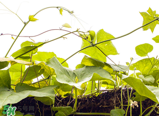 南瓜藤泡水喝治结石秘方,南瓜藤煮水喝能治肾结石吗 南瓜藤泡水喝治结石秘方,南瓜藤煮水喝能治肾结石吗