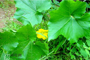 南瓜可以抄鸡蛋吗,鸡蛋炒南瓜怎么做好吃又简单 南瓜可以抄鸡蛋吗,鸡蛋炒南瓜怎么做好吃又简单