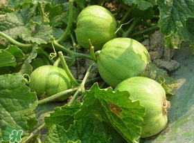 梨瓜是发物吗?,梨是发物不 梨瓜是发物吗?,梨是发物不