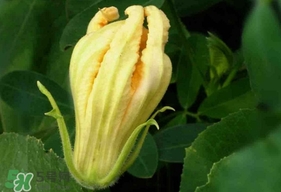 南瓜花怎么处理,南瓜花怎么处理干净