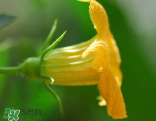 南瓜花可以吃吗?有什么作用?,南瓜花可以吃吗?