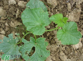 梨瓜种植技术,梨瓜几月份种植 梨瓜种植技术,梨瓜几月份种植