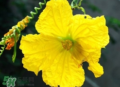 南瓜花有什么作用和功效,南瓜花有什么作用