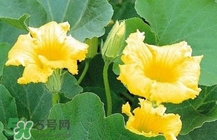 南瓜花怎么做好吃又简单,南瓜怎么做最好吃