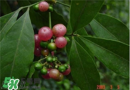 油柑叶的功效和作用,油柑叶的功效和作用及禁忌 油柑叶的功效和作用,油柑叶的功效和作用及禁忌