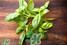 植物罗勒,罗勒种植方法和注意事项