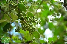 哪里有花椒树苗,花椒树的种植方法